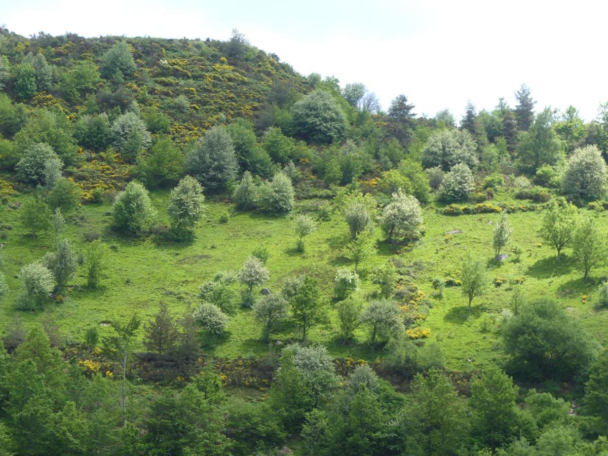Gite De Noe Au Ray-Pic Pereyres Exteriör bild